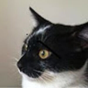 Meet your Posher, Xac